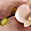 Embellissez votre jardin avec des orchidées