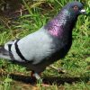 Elever le pigeon biset sans en subir les nuisances