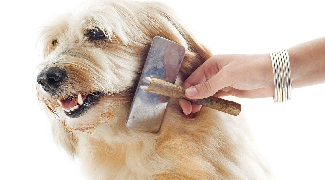 5 Conseils pour garder sa maison propre quand on a un chien