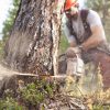 Tarif abattage d’arbre : quels sont les prix ?
