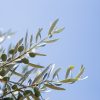 Protéger son olivier pendant l’hiver