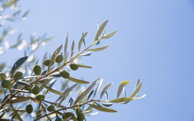 Protéger son olivier pendant l’hiver
