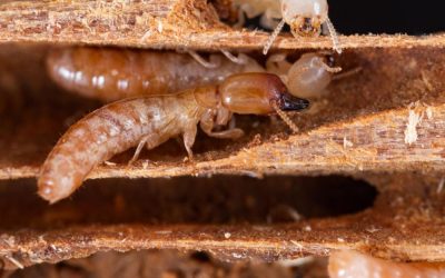 Comment combattre efficacement les termites ?