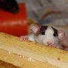 Rats dans la maison : comment s’en débarrasser ?