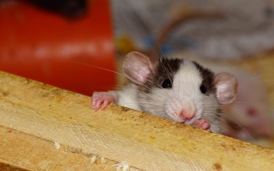 Rats dans la maison : comment s’en débarrasser ?