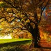 Les arbres pouvant être taillé en automne