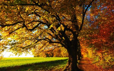 Les arbres pouvant être taillé en automne