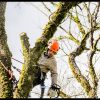 Comment mener à bien vos travaux d’élagage d’arbre ?