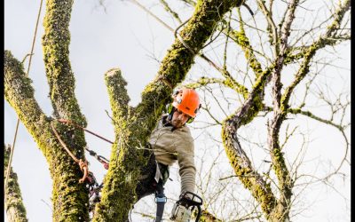 Les principes et les règles de base de la taille d’un arbre