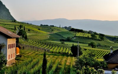 Opportunités d’investissement : vignobles du sud de la France