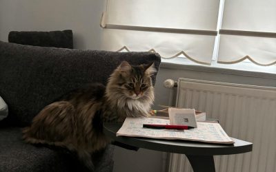 Accueillir un chat chez soi : astuces essentielles pour une intégration harmonieuse