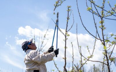 Pourquoi éviter l’étêtage d’arbre ?