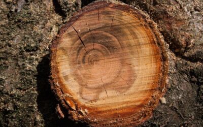 Comment l’étêtage affecte la santé des arbres hauts ?