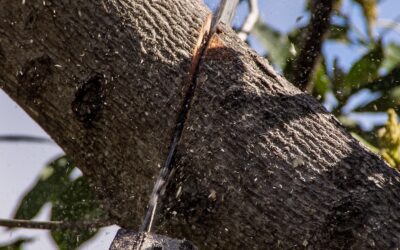 L’étêtage des arbres hauts : une nécessité ou une nuisance ?