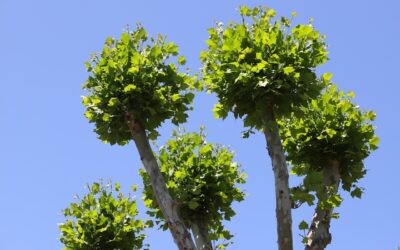 L’élagage et la cohabitation avec les arbres en ville
