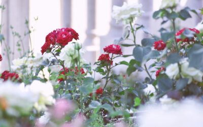 Le Cercis canadensis : élégance et couleurs pour votre jardin