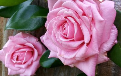 Les avantages d’une clôture en bois pour votre jardin